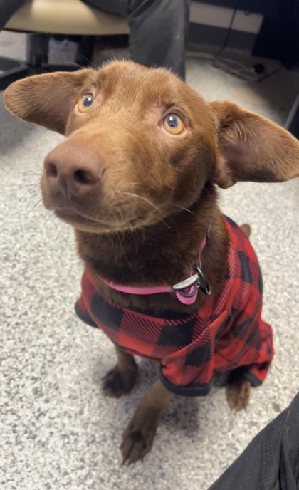 Alani, ADOPTABLE, Young Female Labrador Retriever.