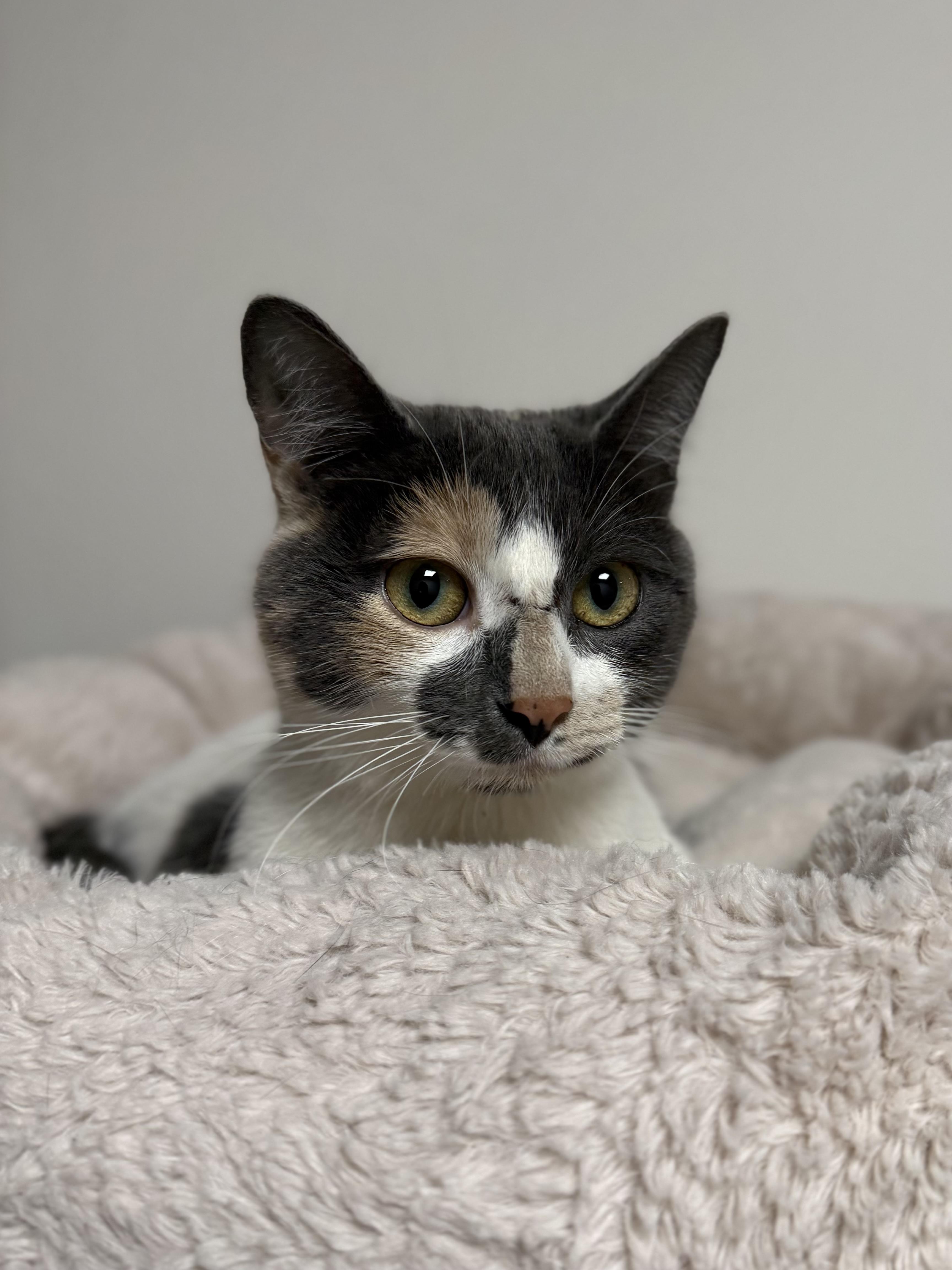 Enlarge Peach, an adopted mixed breed in Eagle, CO image 5/5