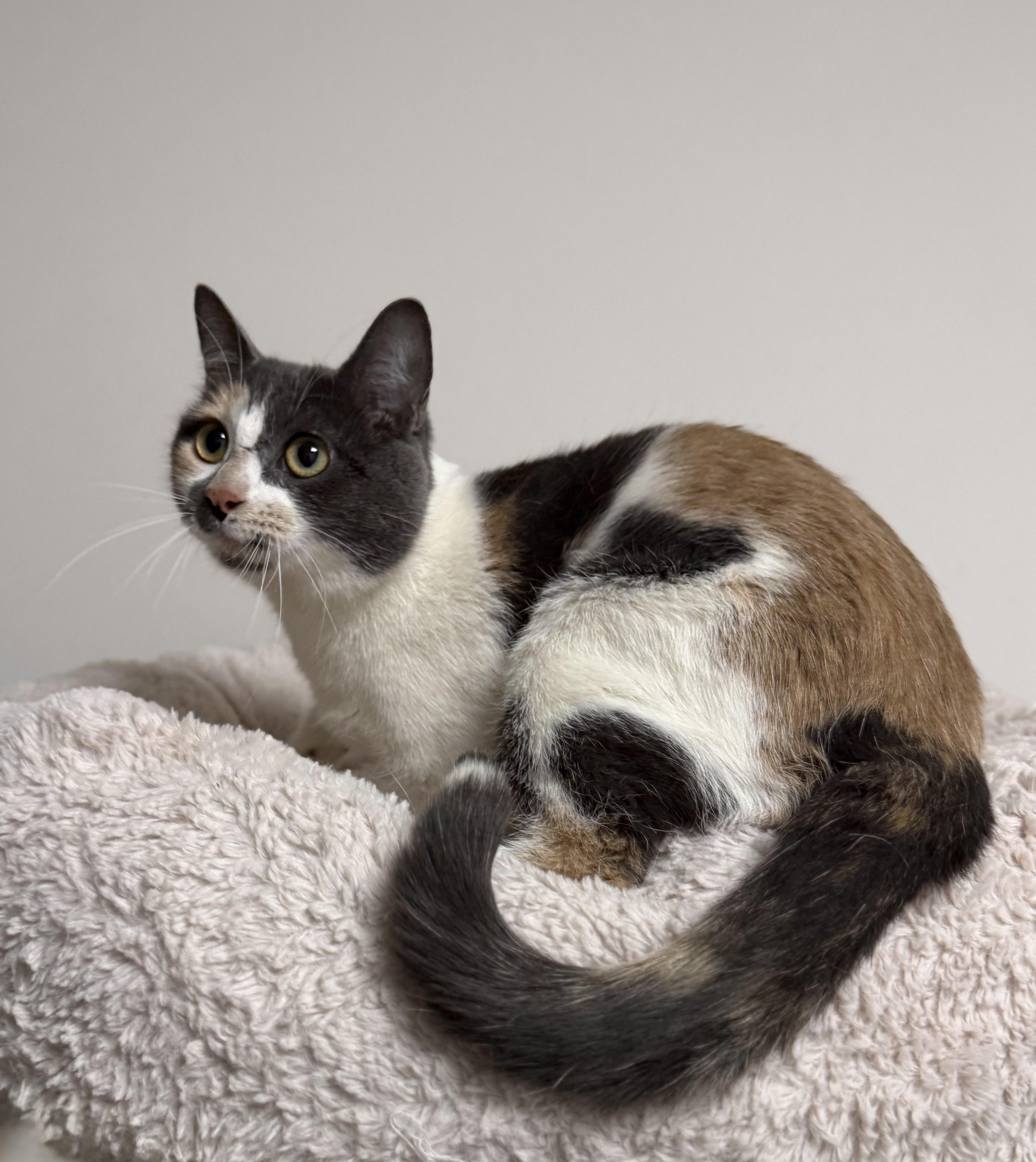 Peach, adopted, Adult Female Dilute Calico & Calico.