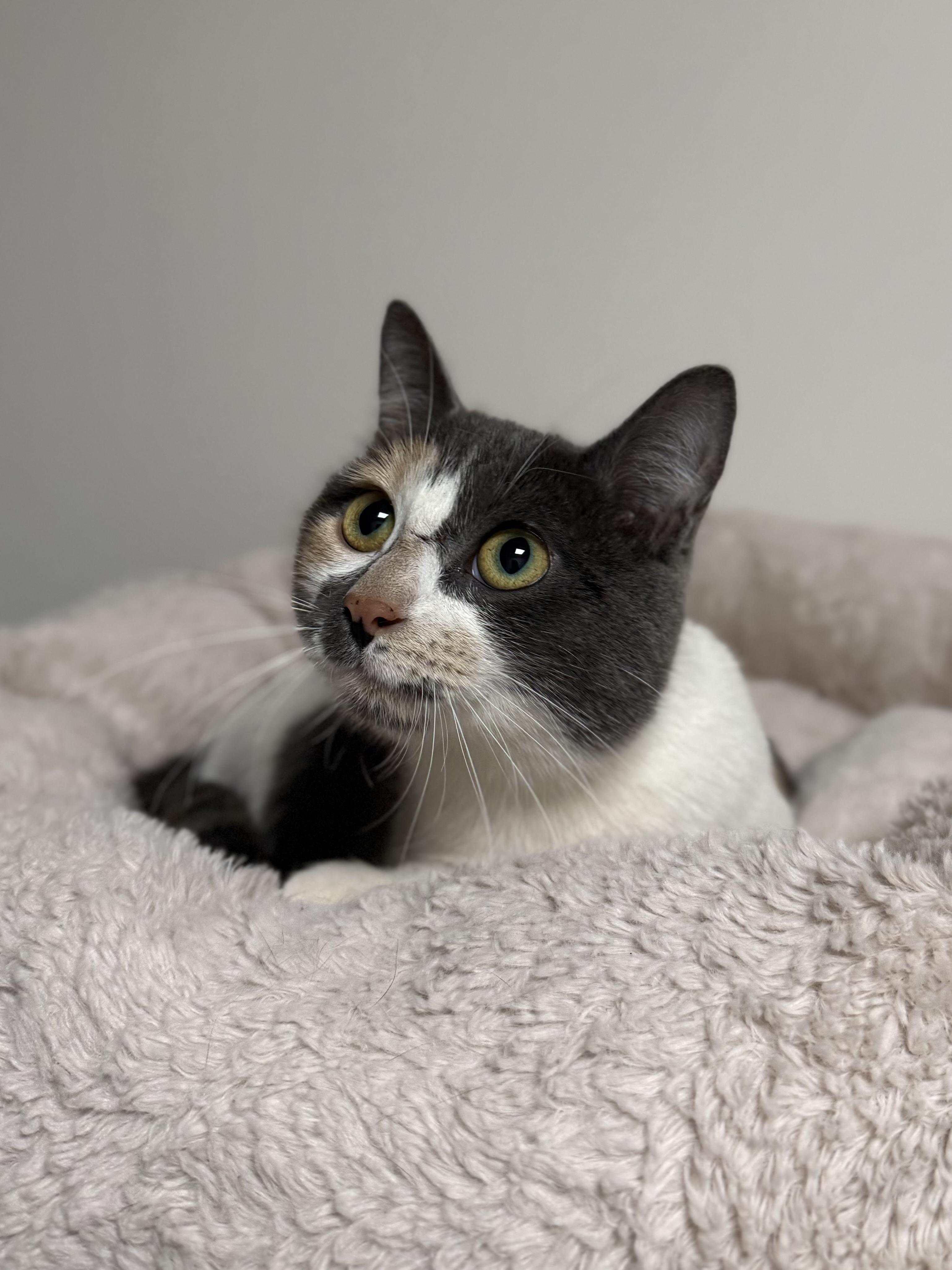 Enlarge Peach, an adopted mixed breed in Eagle, CO image 2/5