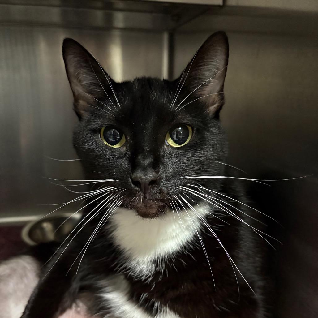 Enlarge Elvira, a Adoptable Domestic Short Hair in Springfield, IL image 1/1