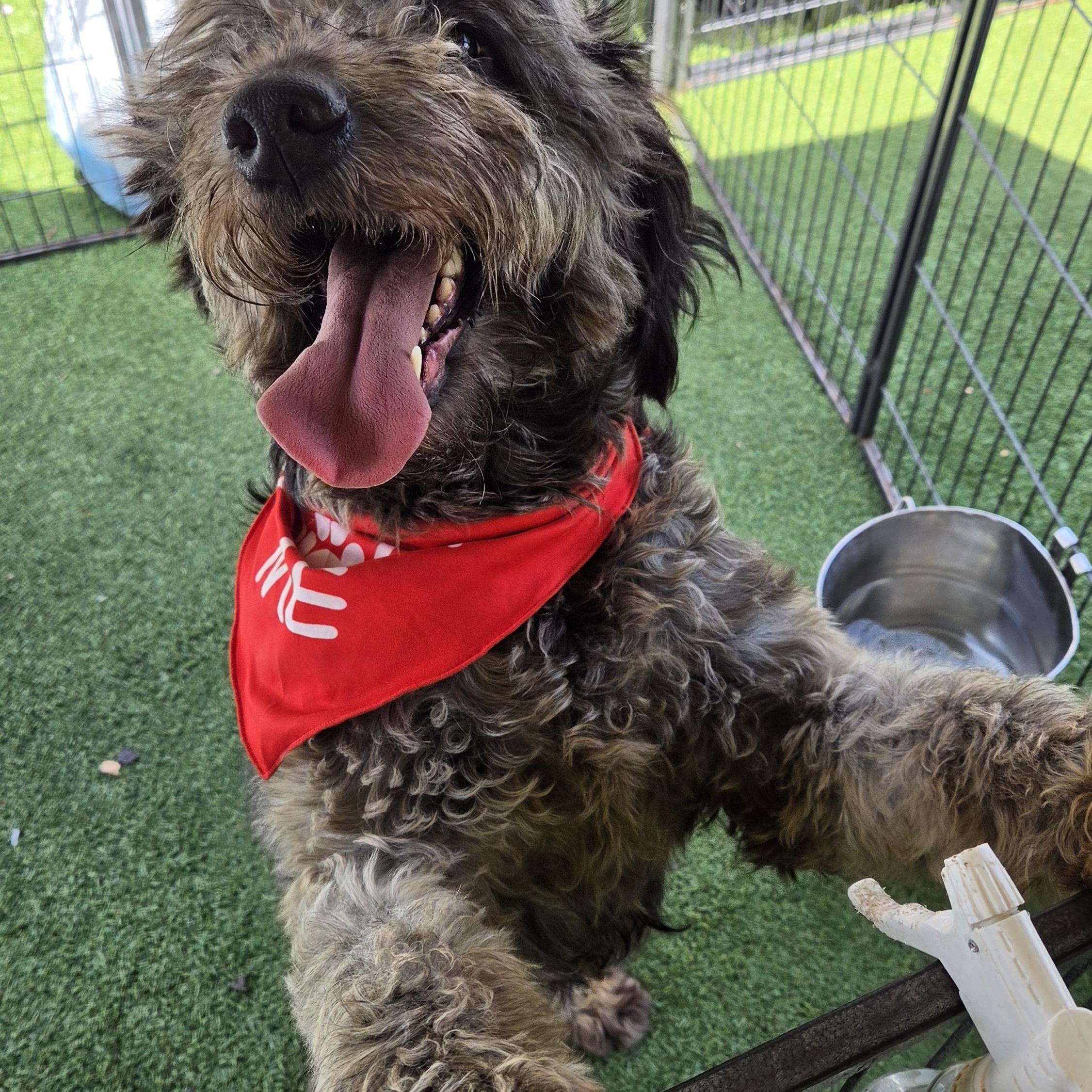 Enlarge Lydia, a Adoptable Goldendoodle in Stockton, CA image 1/3