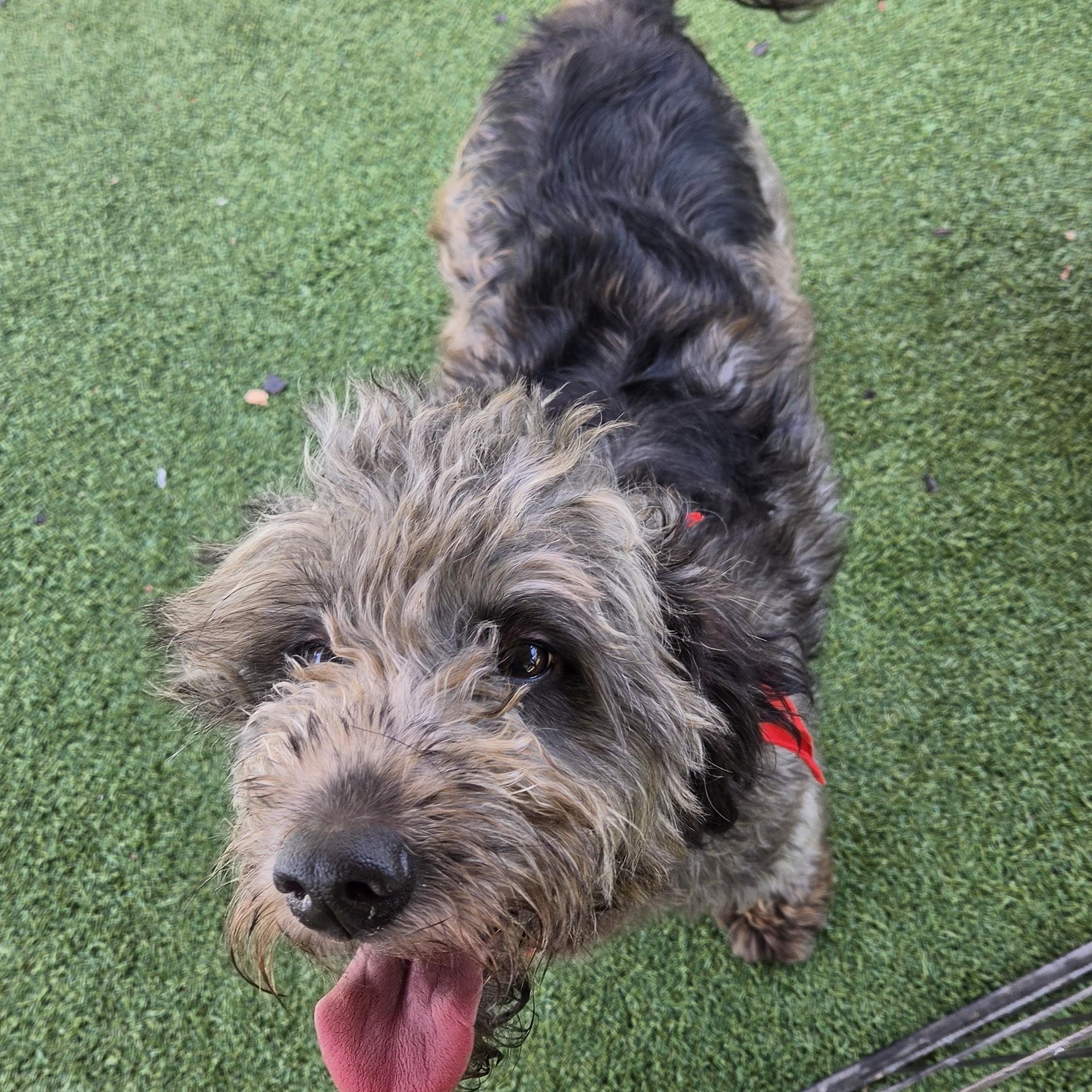 Enlarge Lydia, a Adoptable Goldendoodle in Stockton, CA image 3/3