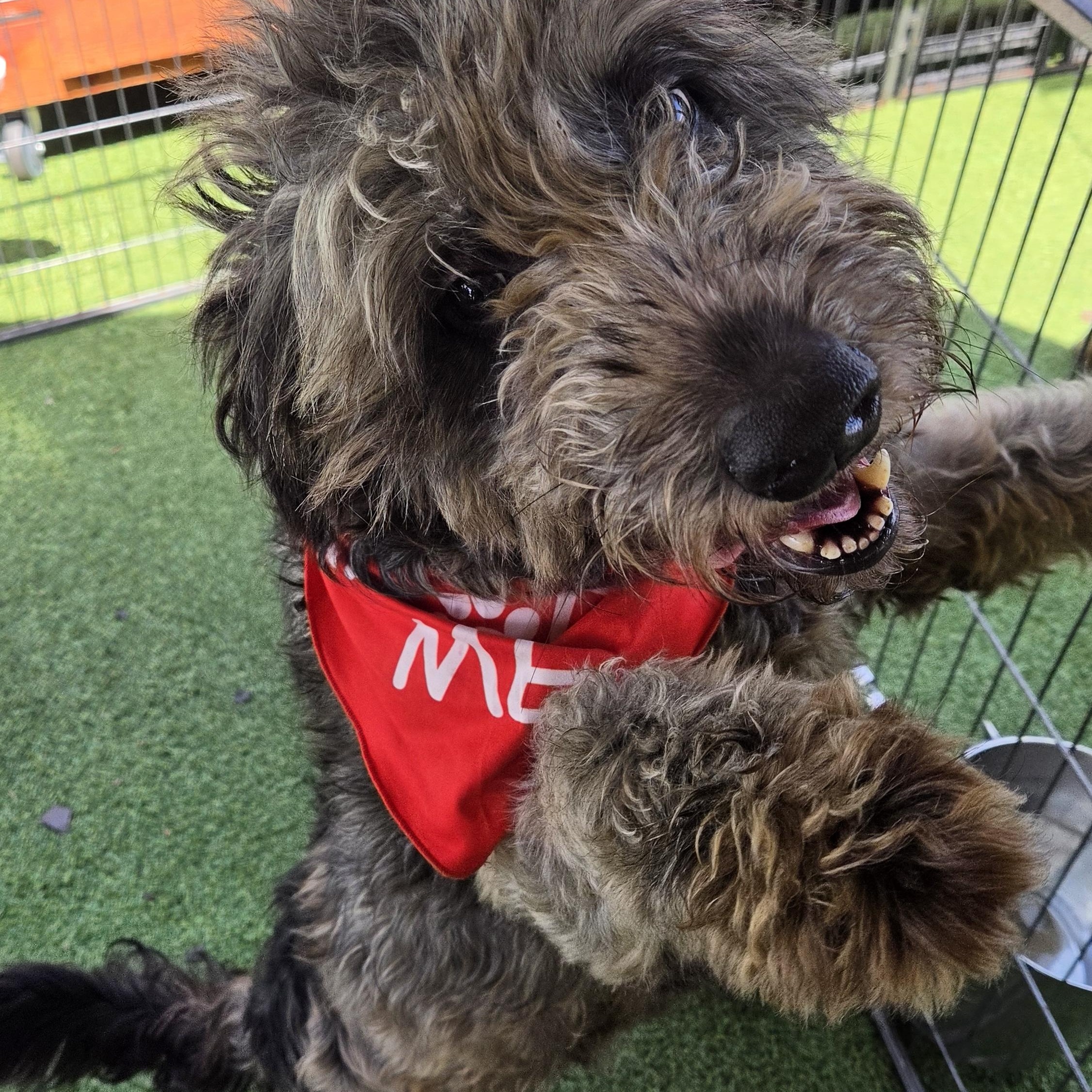 Enlarge Lydia, a Adoptable Goldendoodle in Stockton, CA image 2/3