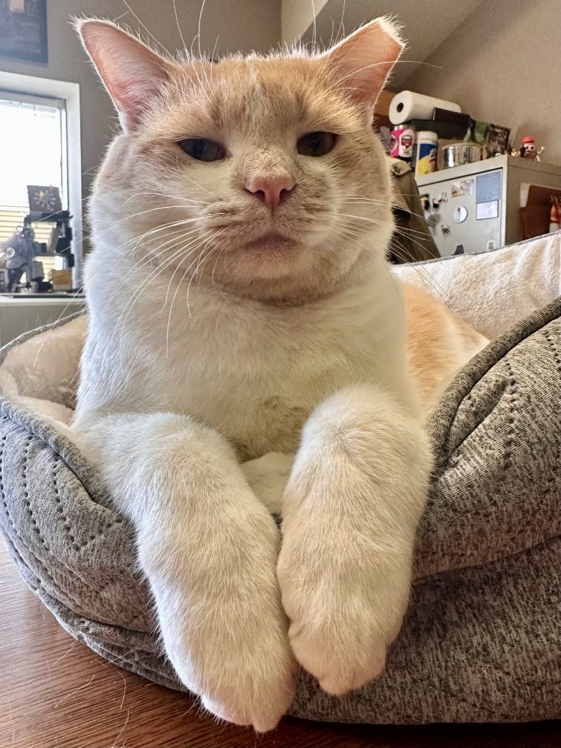 Enlarge Carlos Larchwood, an adoptable Domestic Short Hair in Philadelphia, PA image 5/6