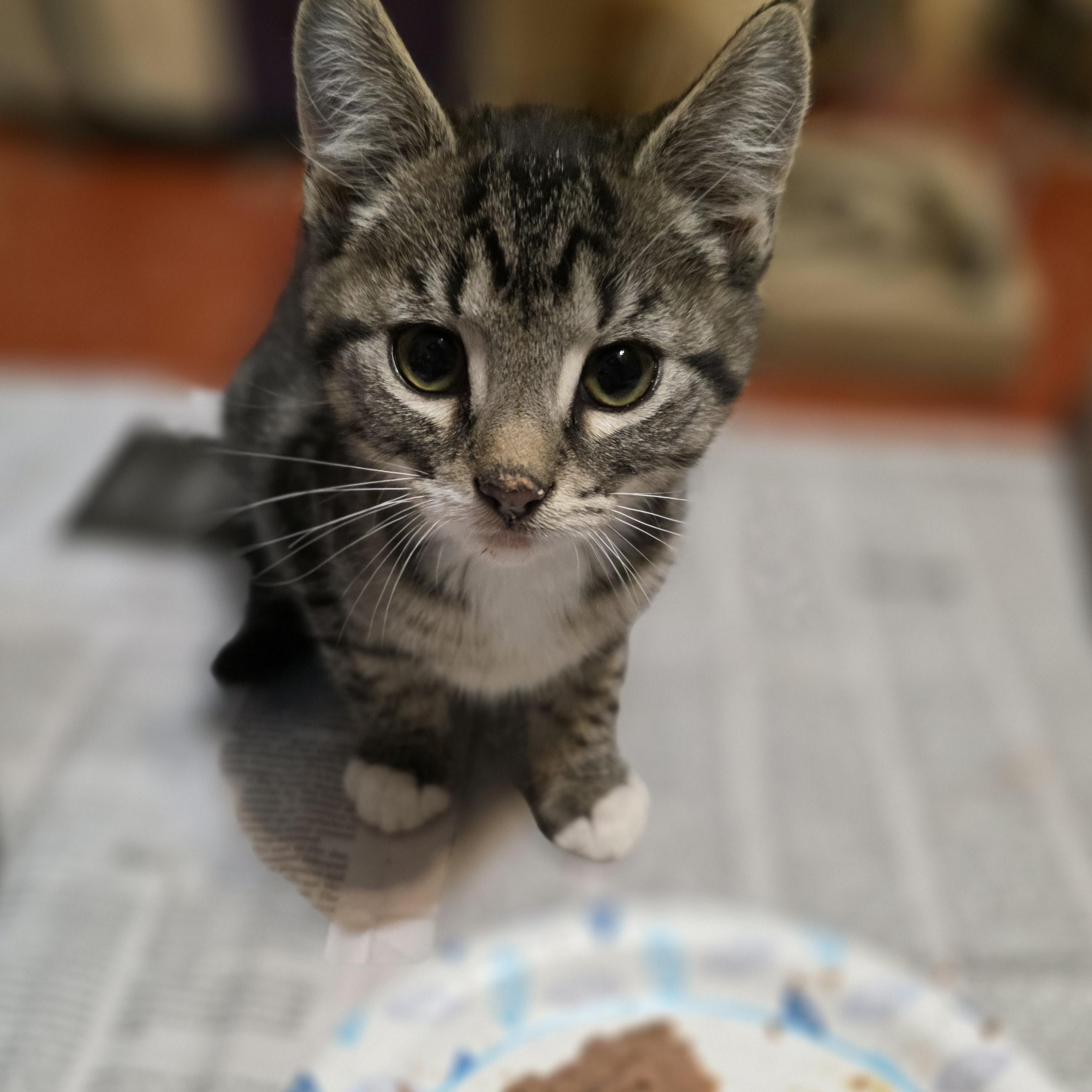 Enlarge Pyro, a Adoptable mixed breed in Mastic beach, NY image 3/3
