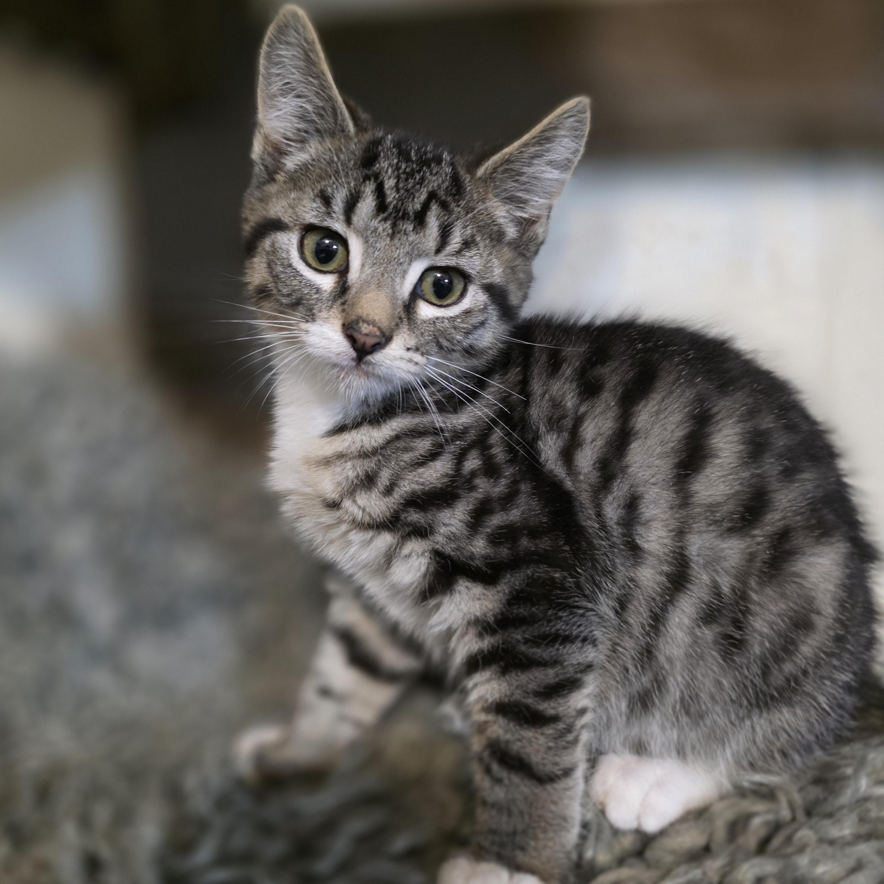 Enlarge Pyro, a Adoptable mixed breed in Mastic beach, NY image 1/3