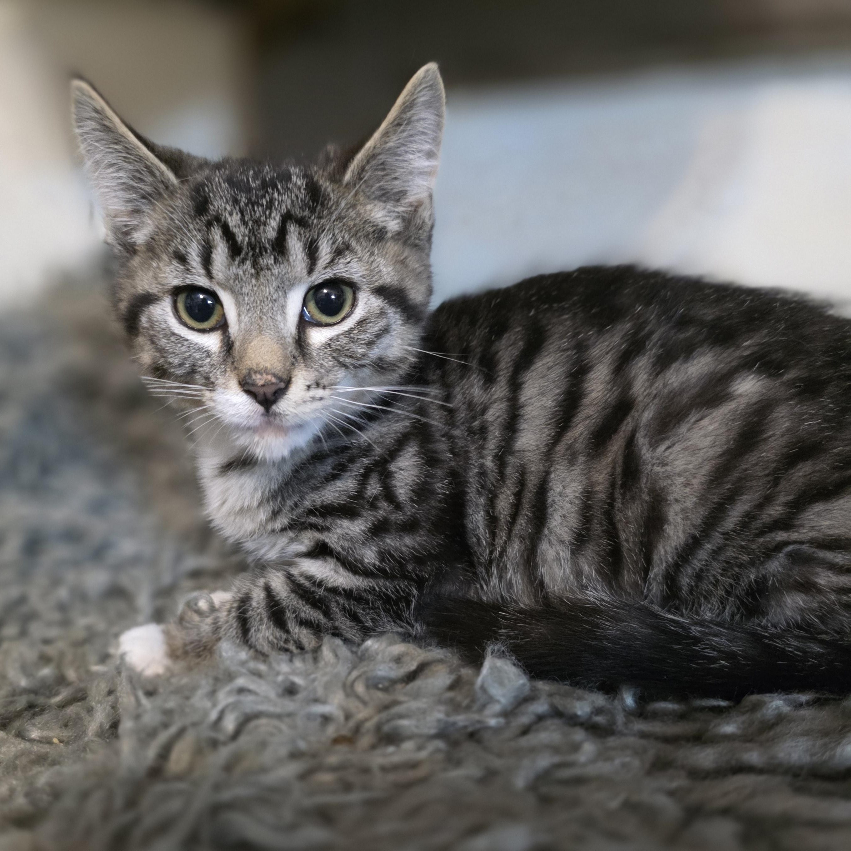 Enlarge Pyro, a Adoptable mixed breed in Mastic beach, NY image 2/3