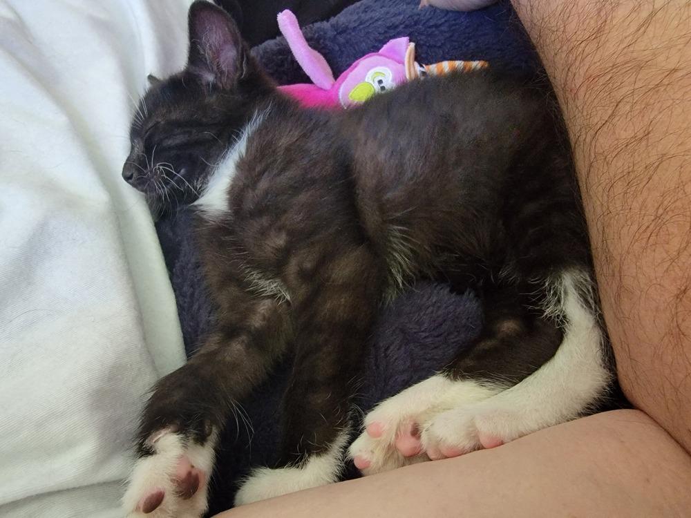 Vonnegut, Adoptable, Kitten Male American Shorthair.