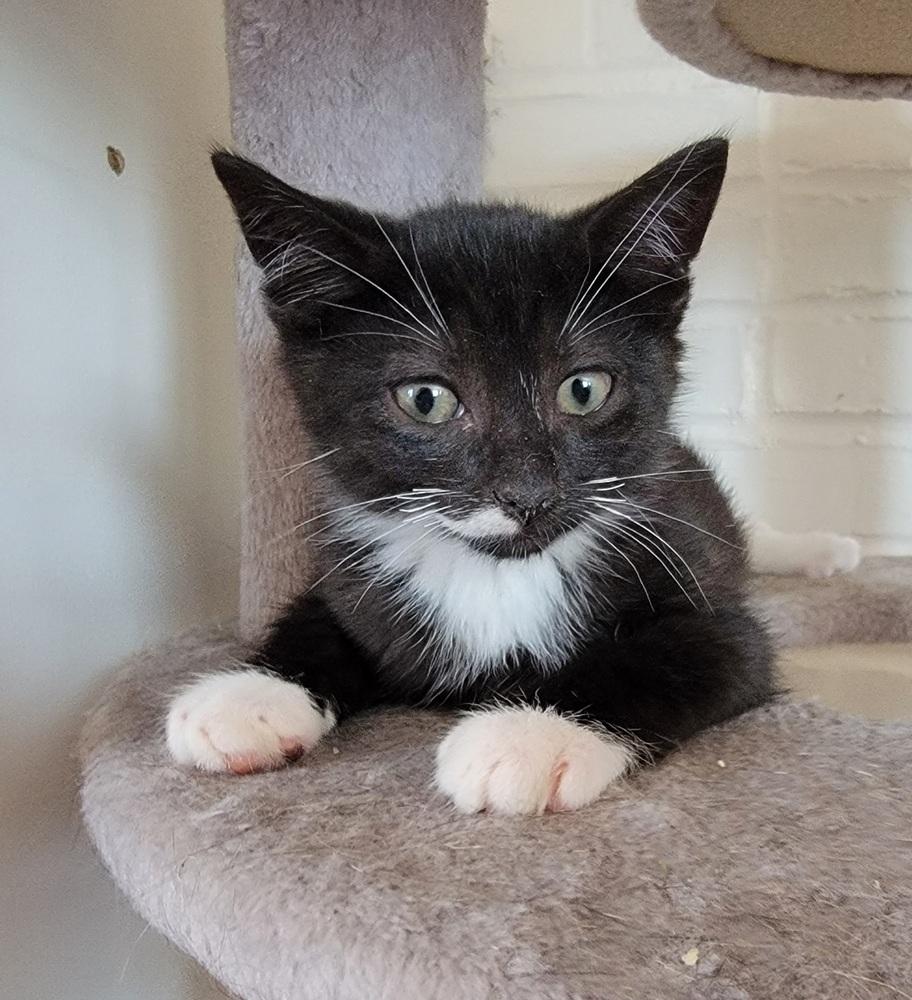 Enlarge Vonnegut, a Adoptable American Shorthair in Ronkonkoma, NY image 2/5