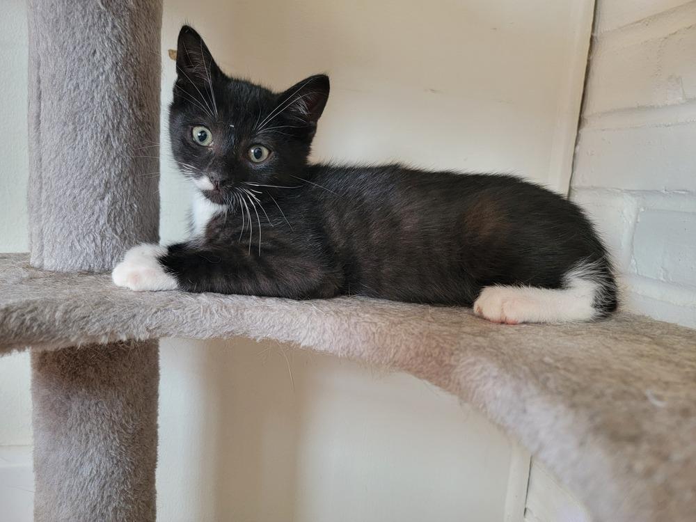 Enlarge Vonnegut, a Adoptable American Shorthair in Ronkonkoma, NY image 4/5