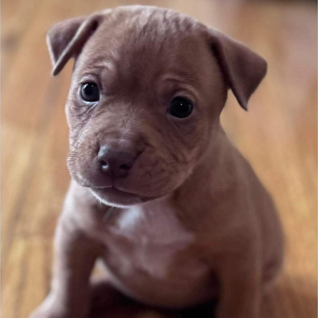 Enlarge Halibut, a Adoptable Pit Bull Terrier in Brainerd, MN image 1/1