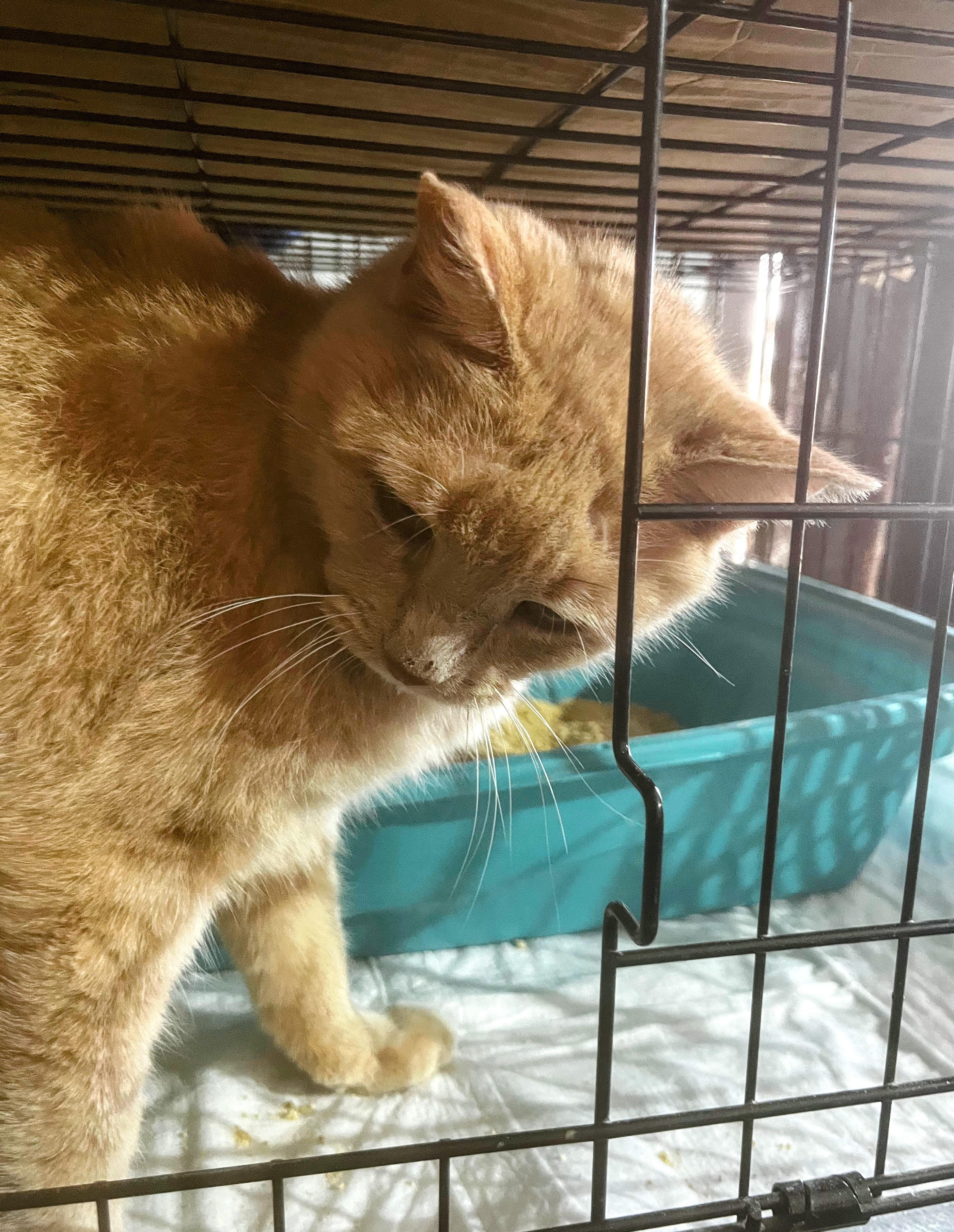 Enlarge O'Malley, a ADOPTABLE Tabby in Nucla, CO image 1/1