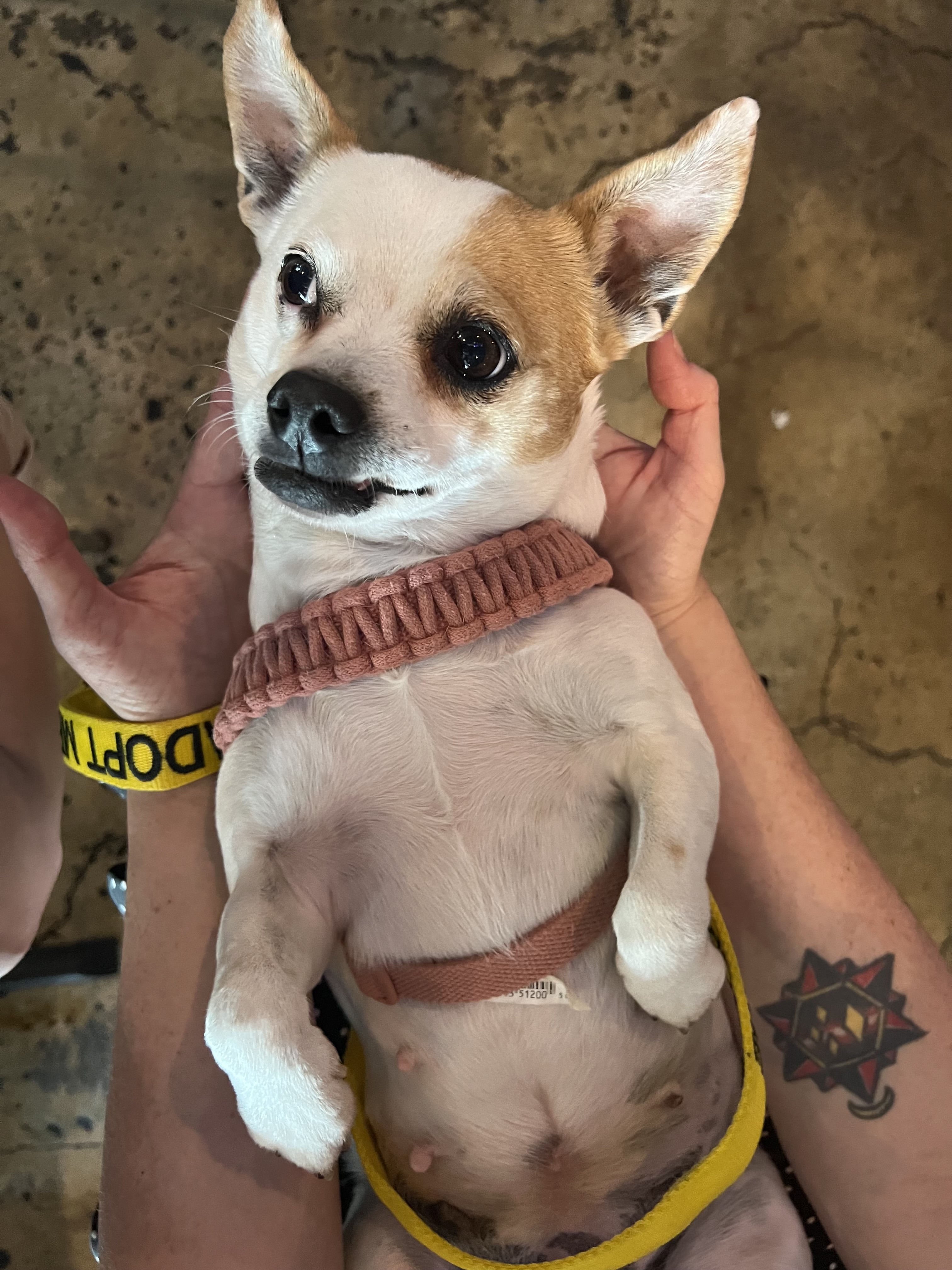 Sheba, Adopted, Adult Female Chihuahua.