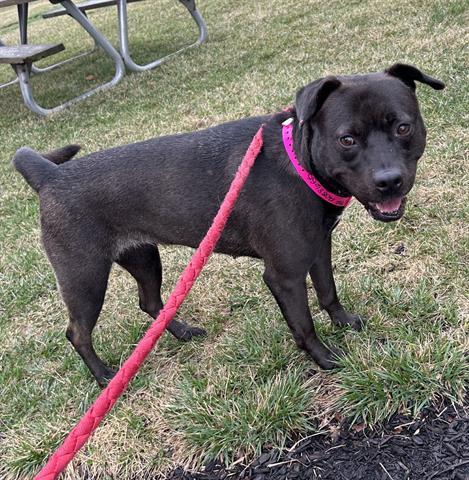 JINX, Adoptable, Young Female Labrador Retriever & Pit Bull Terrier.