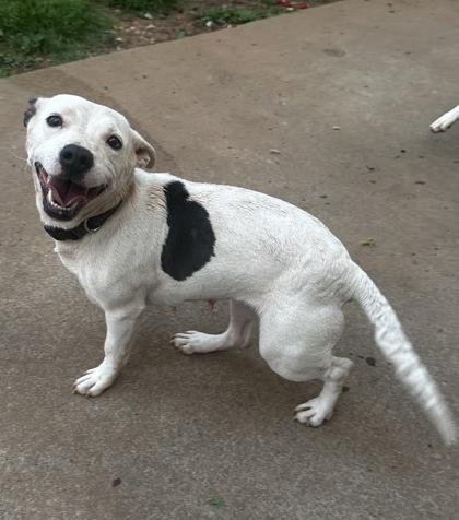 Enlarge Clarabelle, a Adoptable mixed breed in Wilkesboro, NC image 1/3