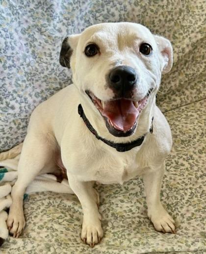 Enlarge Clarabelle, a Adoptable mixed breed in Wilkesboro, NC image 2/3