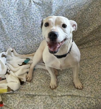 Enlarge Clarabelle, a Adoptable mixed breed in Wilkesboro, NC image 3/3