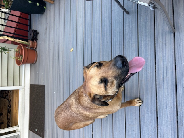 Benny, a Adoptable mixed breed in Rochester, NY image 3/6