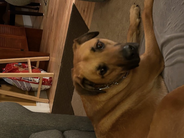 Benny, a Adoptable mixed breed in Rochester, NY image 6/6