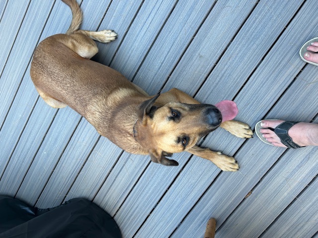 Benny, a Adoptable mixed breed in Rochester, NY image 4/6