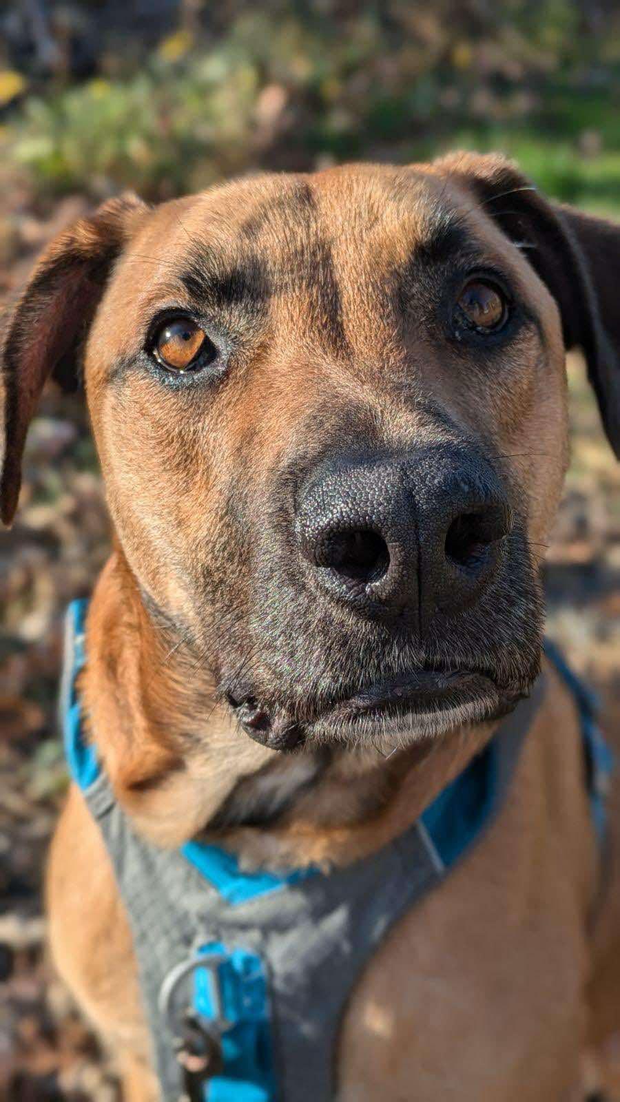 Benny, a Adoptable mixed breed in Rochester, NY image 2/6