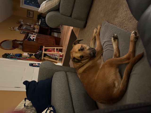 Benny, a Adoptable mixed breed in Rochester, NY image 5/6