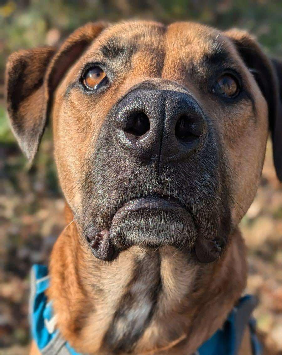 Benny, a Adoptable mixed breed in Rochester, NY image 1/6