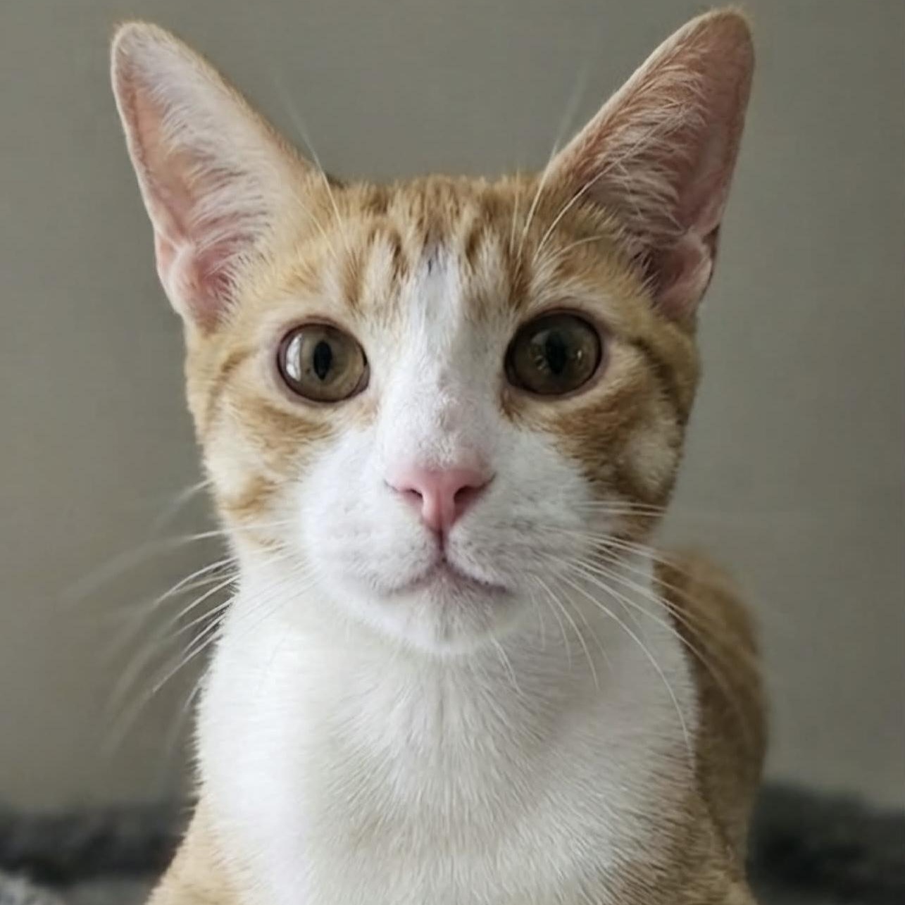BANEE, Adoptable, Kitten Male Tabby.