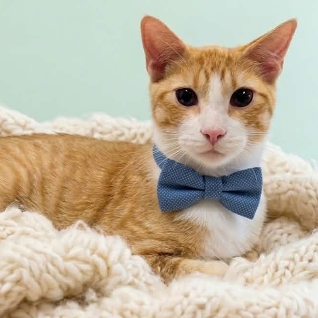 BANEE, a Adoptable Tabby in Delhi, ON image 2/6