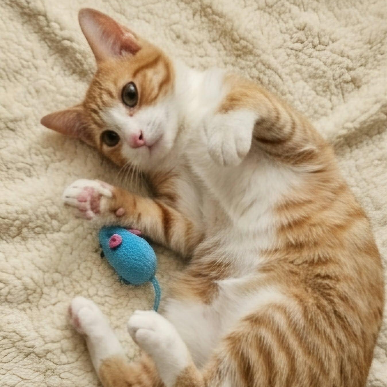 BANEE, a Adoptable Tabby in Delhi, ON image 5/6