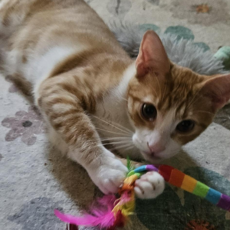 BANEE, a Adoptable Tabby in Delhi, ON image 3/6