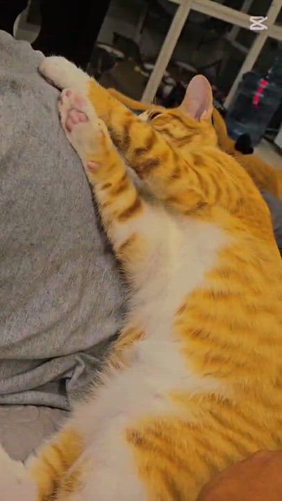 Enlarge BANEE, a Adoptable Tabby in Delhi, ON video 6/6