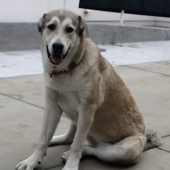 Enlarge Narisa, a ADOPTABLE Greater Swiss Mountain Dog in Lafayette, CA image 2/2