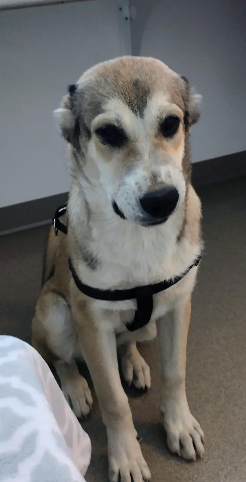 Enlarge Narisa, a ADOPTABLE Greater Swiss Mountain Dog in Lafayette, CA image 1/2