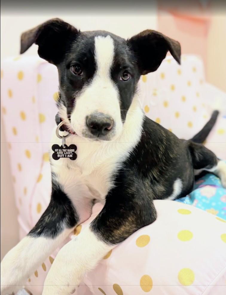 Merle , an adopted mixed breed in Pinedale, WY image 1/4
