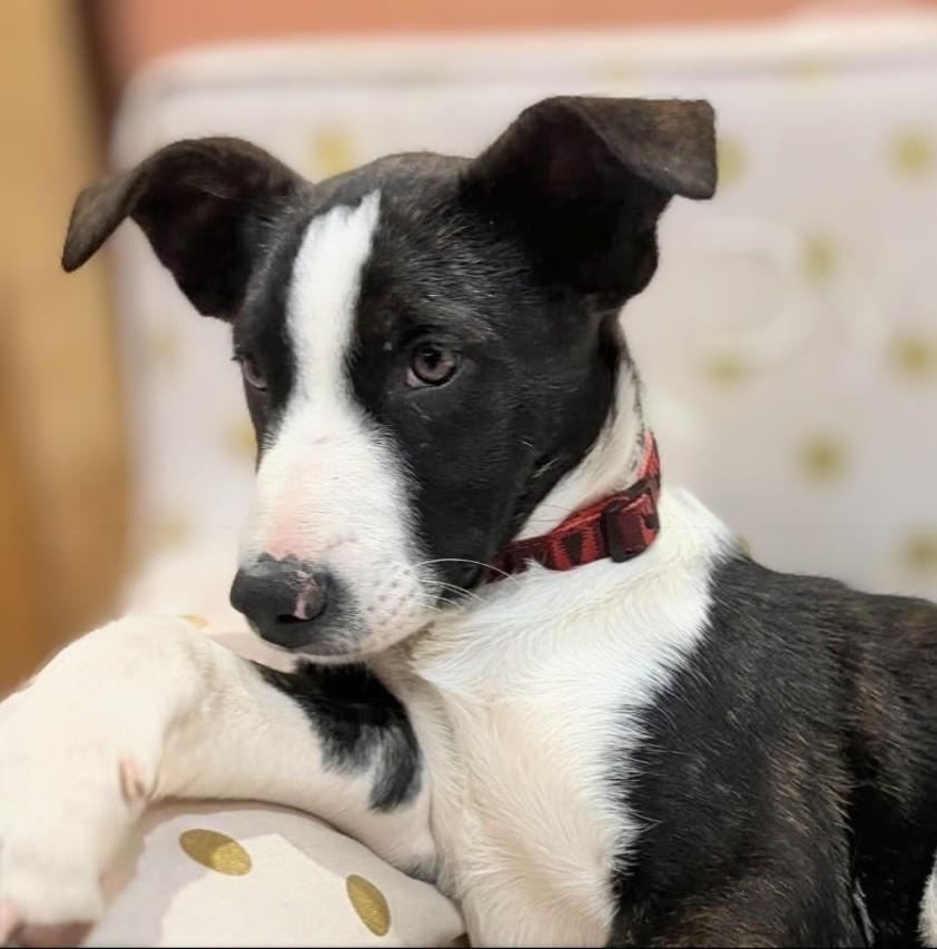 Merle , ADOPTABLE, Puppy Male Border Collie & Pit Bull Terrier.