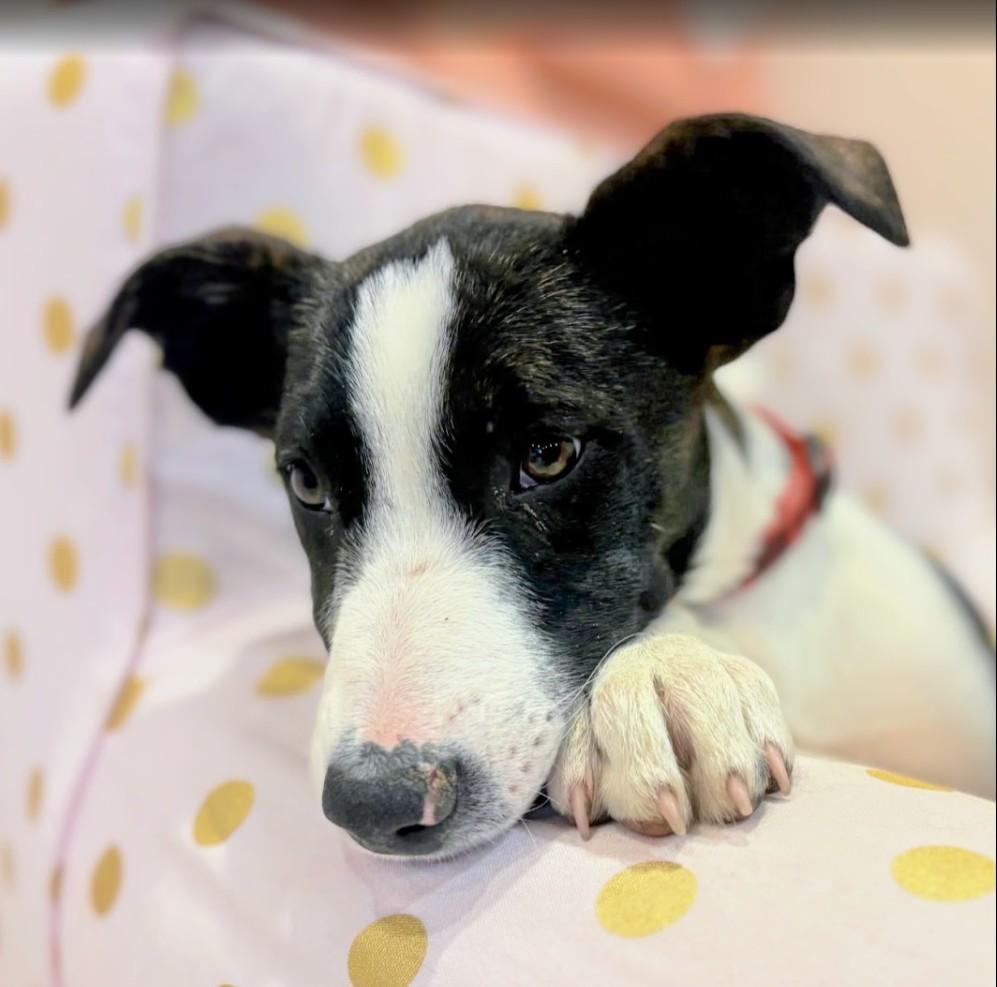 Merle , an adopted mixed breed in Pinedale, WY image 2/4