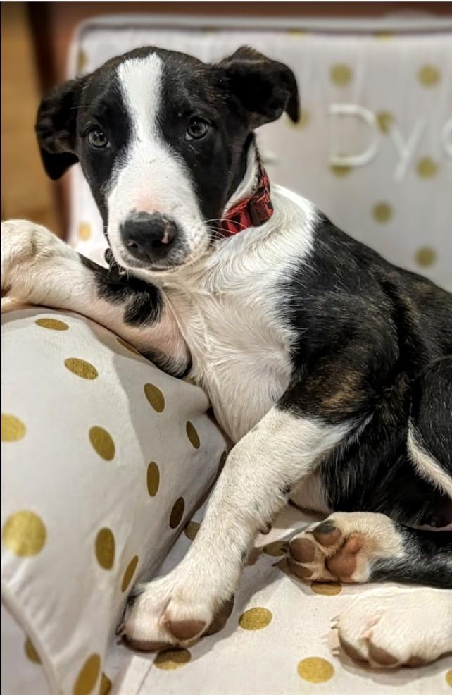 Merle , an adopted mixed breed in Pinedale, WY image 4/4