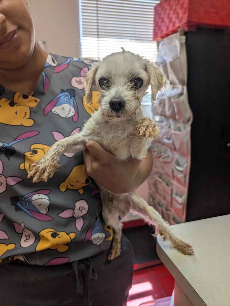 Zephyr, Adopted, Adult Male Maltese.