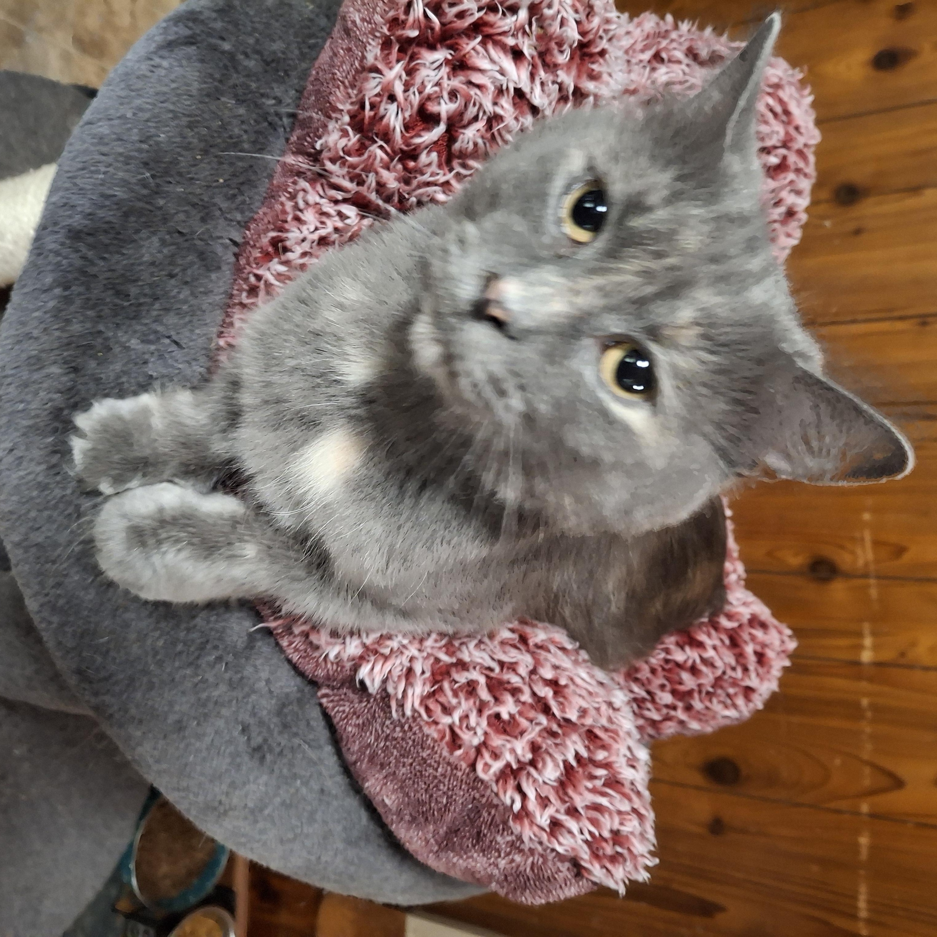 Miso, a Adoptable Dilute Tortoiseshell in Lawrenceville, GA image 1/2