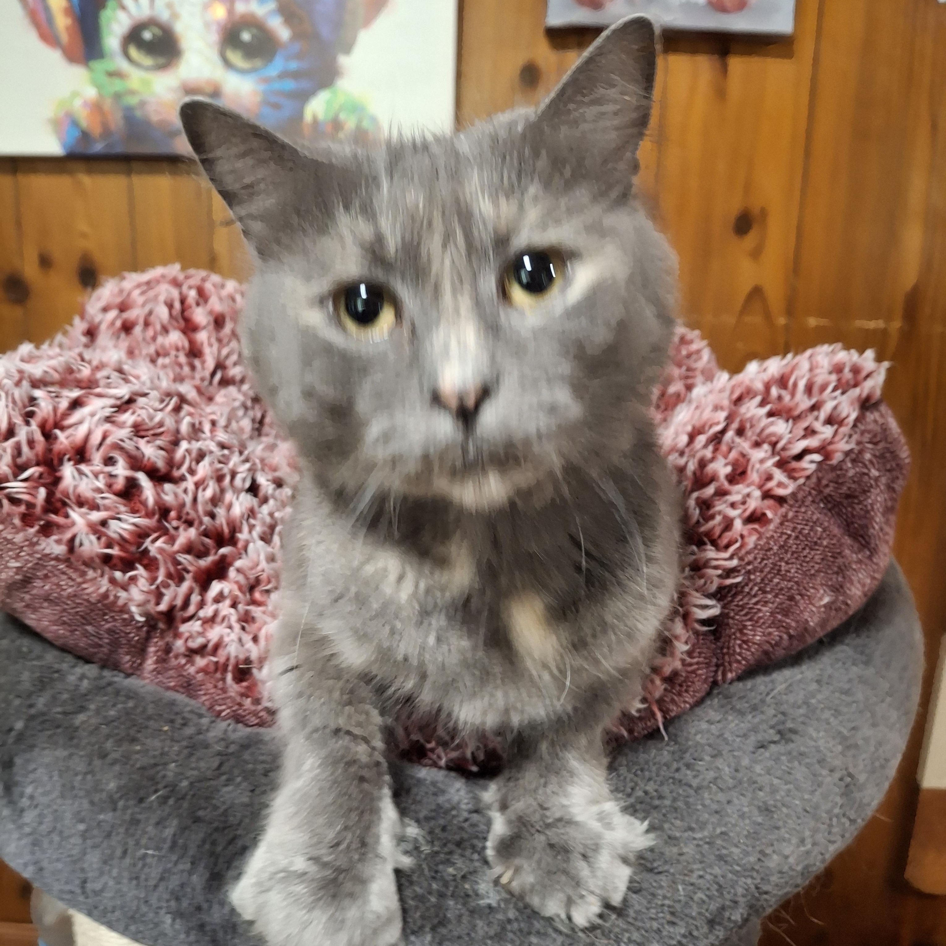 Miso, a Adoptable Dilute Tortoiseshell in Lawrenceville, GA image 2/2