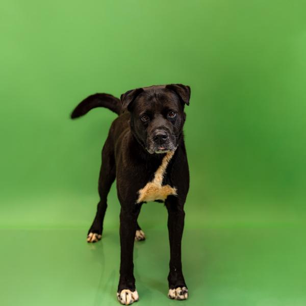 Pen 105 Max Hw+, Adoptable, Adult Male Labrador Retriever.