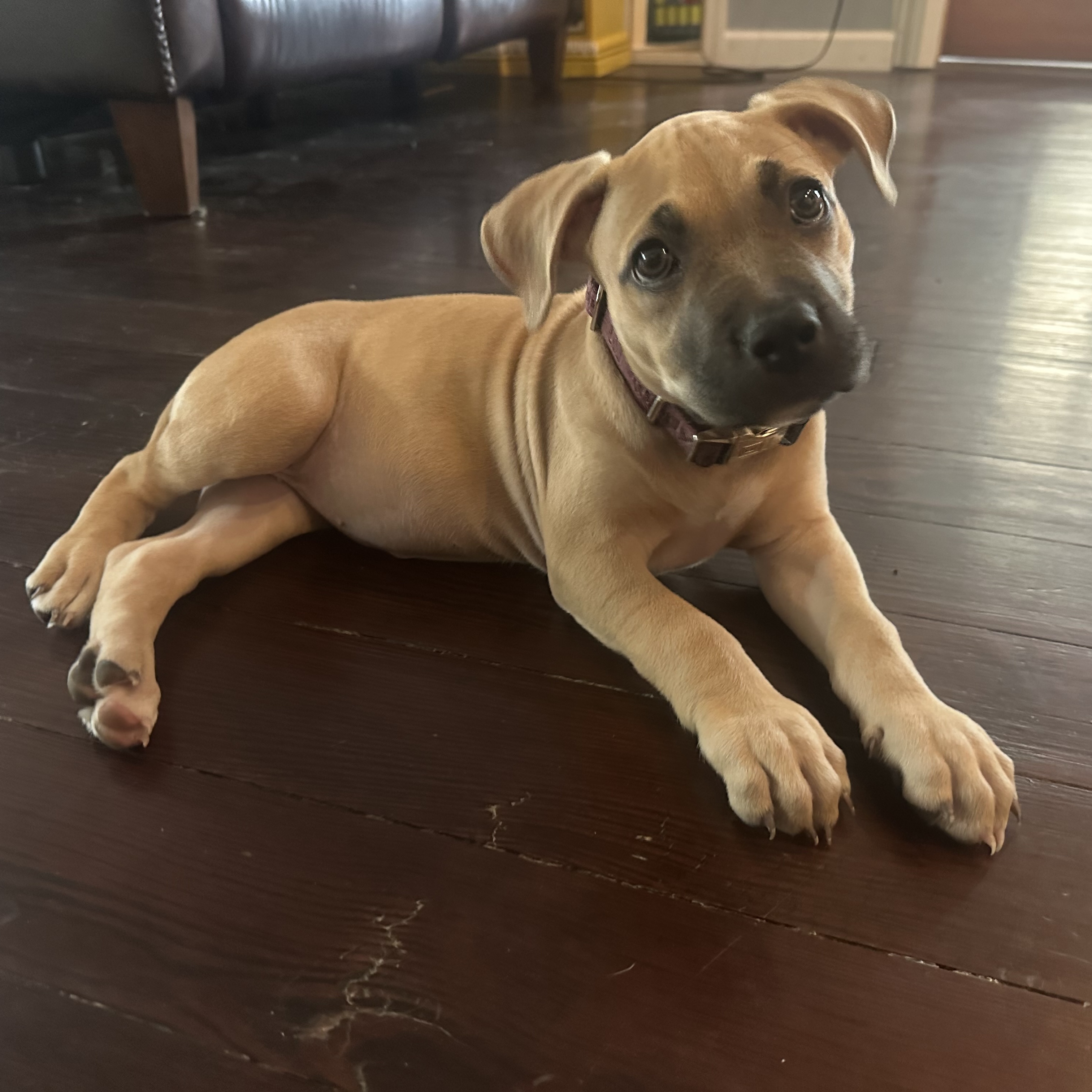 Daisy, a Adopted Black Mouth Cur in Wrightstown, NJ image 5/5