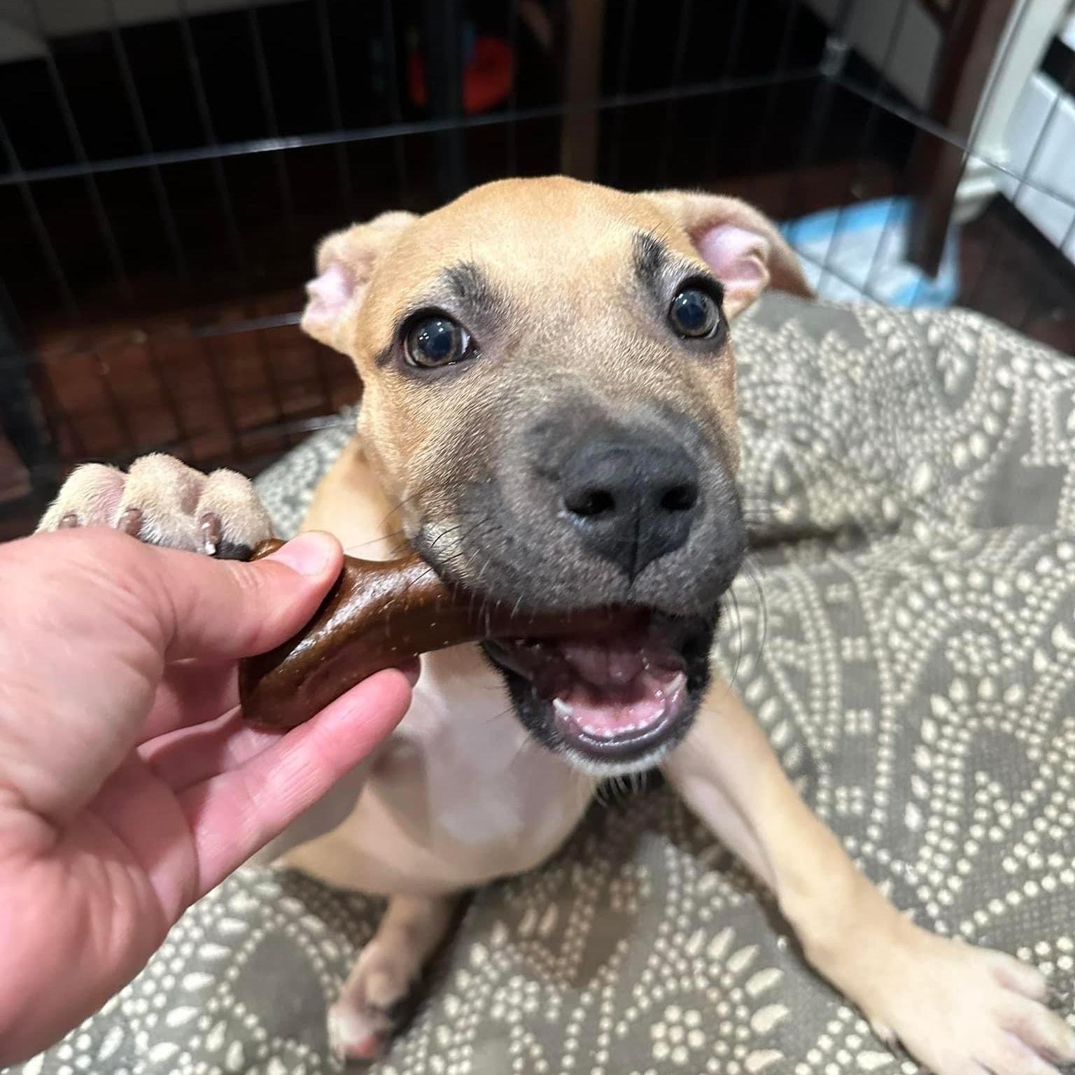 Daisy, a Adopted Black Mouth Cur in Wrightstown, NJ image 1/5