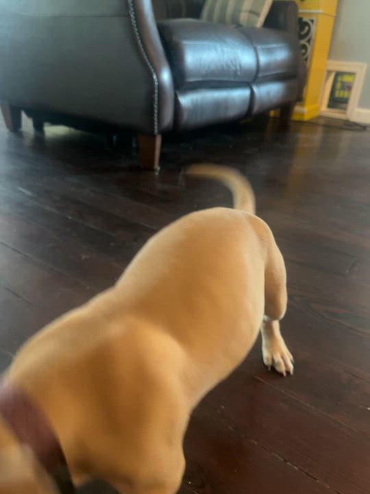 Enlarge Daisy, a Adopted Black Mouth Cur in Wrightstown, NJ video 2/5