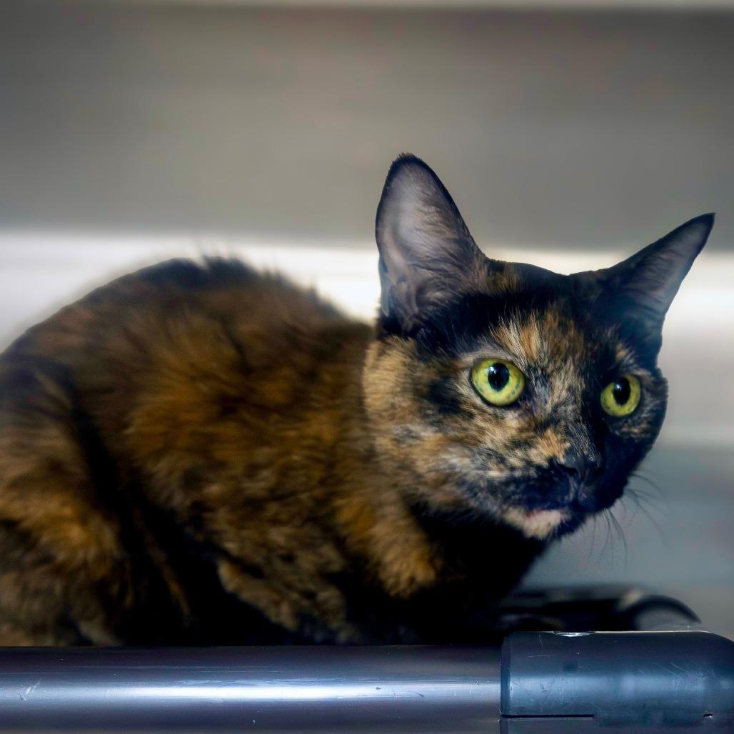 Enlarge Luna, a Adoptable Domestic Short Hair in Las Vegas, NV image 1/3