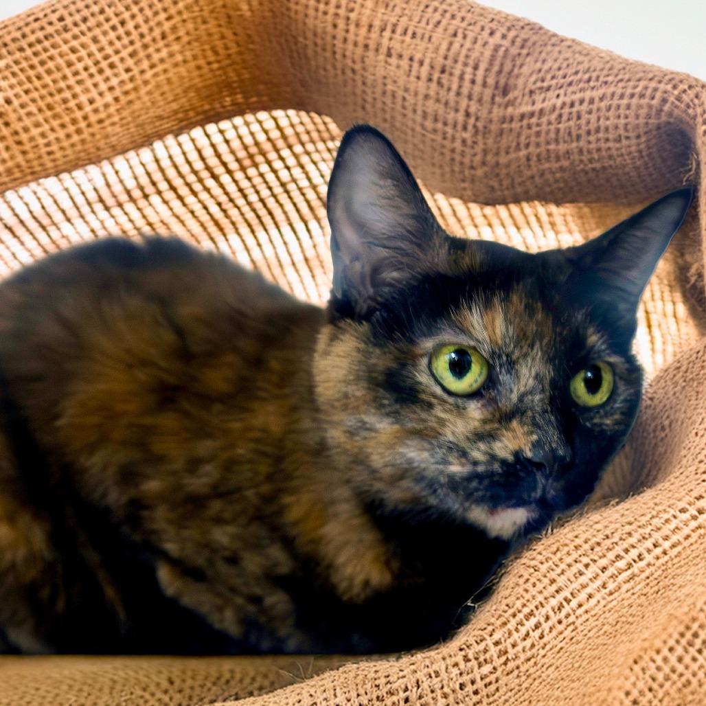 Enlarge Luna, a Adoptable Domestic Short Hair in Las Vegas, NV image 3/3