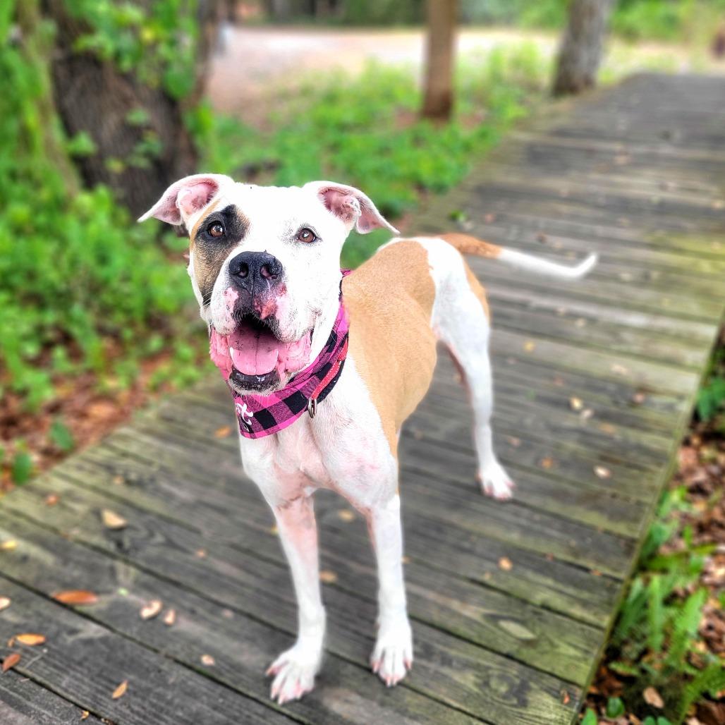 Wilma, Adoptable, Adult Female Mixed Breed.