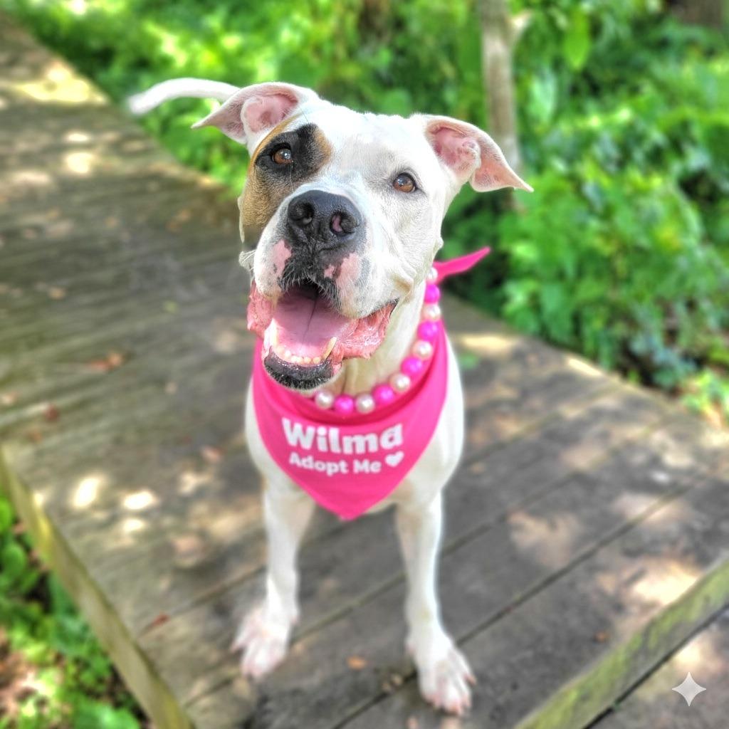 Wilma, a Adoptable Mixed Breed in Port Charlotte, FL image 2/5